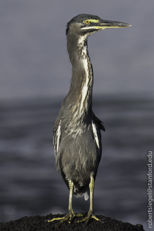 galapagos